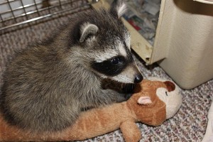 raccoon-rre001.jpg