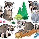 Cartoon racoons collection