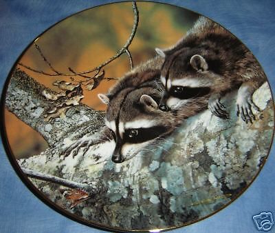 сувенирная тарелка смотрящие еноты на дереве