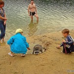 покормить енота, енот, енот полоскун, енот в доме, как содержать енота, дом енота, енот в квартире, где погладить енота, енот на пляже