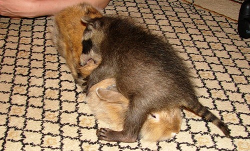 фото енотт играется с кроликом