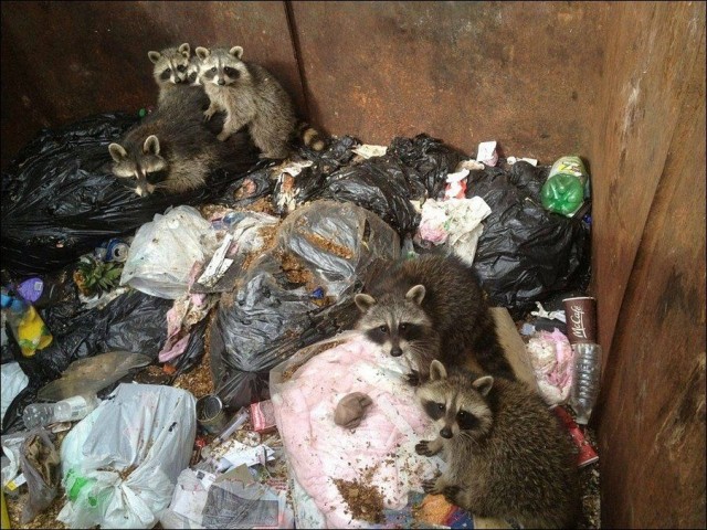 фото еноты в мусоре