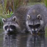 фото еноты мама и дочка на водопое