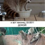 День енота.. . Музей енотов "Дом Енота" www.dom-enota.ru