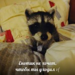 . Музей енотов "Дом Енота" www.dom-enota.ru