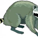 raccoon2