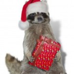 1120182_christmas_raccoon