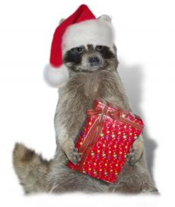 1120182_christmas_raccoon