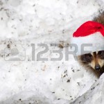 15556653-fun-image-of-an-adorable-wild-young-raccoon-peeking-out-from-behind-a-snow-bank-with-his-christmas-h