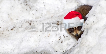 15556653-fun-image-of-an-adorable-wild-young-raccoon-peeking-out-from-behind-a-snow-bank-with-his-christmas-h