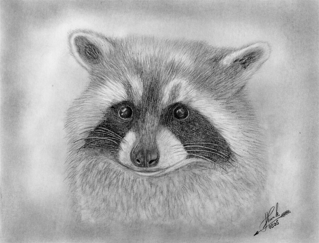 Raccoon