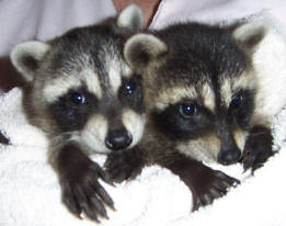 Raccoons Kate and Spunky 2