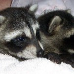 Raccoons Kate and Spunky 3