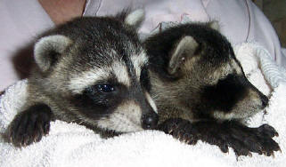 Raccoons Kate and Spunky 3