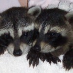 Raccoons Kate and Spunky 4