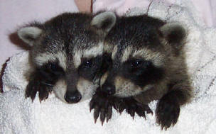 Raccoons Kate and Spunky 4