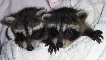 Raccoons Kate and Spunky