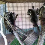 Raccoons five babies 1