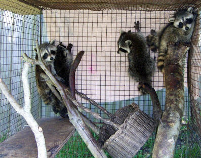Raccoons five babies 1