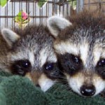 TWo baby coons 1