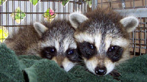 TWo baby coons 1
