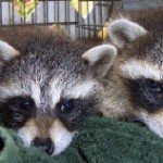 TWo baby coons 2