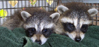 TWo baby coons 2