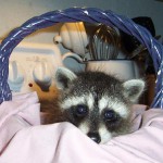 Young Raccoon 5