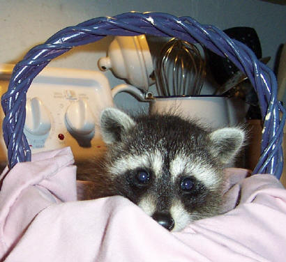 Young Raccoon 5