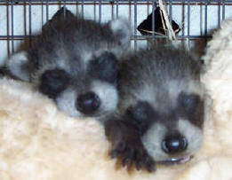 baby raccoons sleeping 1