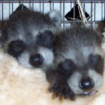 baby raccoons sleeping 1