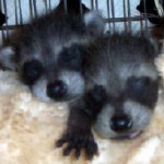 baby raccoons sleeping 3