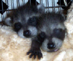 baby raccoons sleeping 3