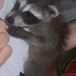 raccoon ashley climbing 1