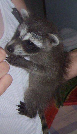 raccoon ashley climbing 1