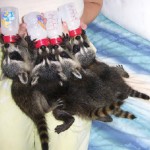 raccoon baby bottles 3