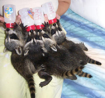raccoon baby bottles 3