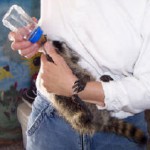 raccoon baby drinking water 2