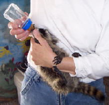 raccoon baby drinking water 2