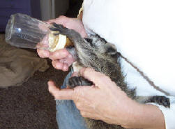 raccoon baby drinking water 3