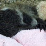 raccoon baby sleeping