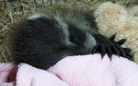 raccoon baby sleeping