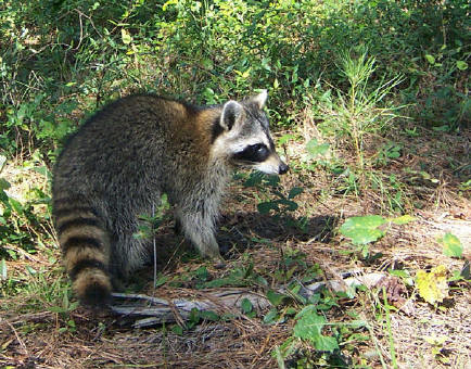 raccoon bethany release 2