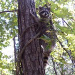 raccoon briteny release 2