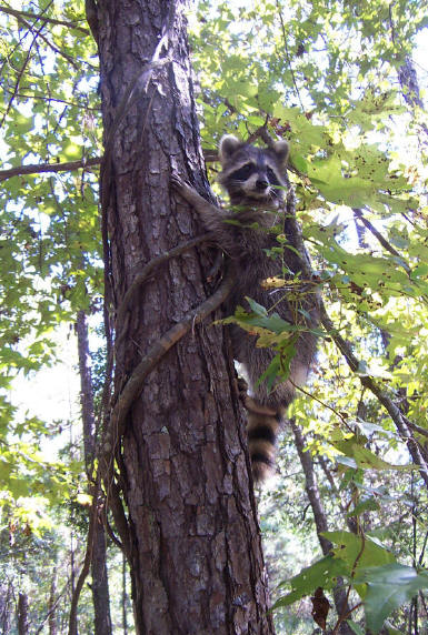 raccoon briteny release 2