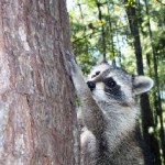 raccoon briteny release 4