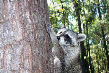 raccoon briteny release 4