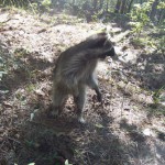 raccoon celery release 1