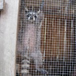 raccoon david hanging on door