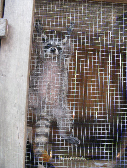 raccoon david hanging on door